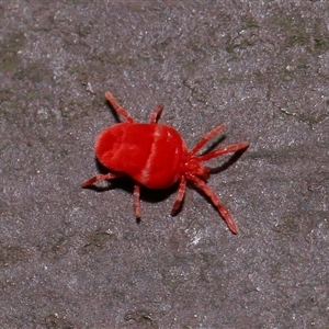 Trombidiidae (family) at Acton, ACT - 25 Aug 2024