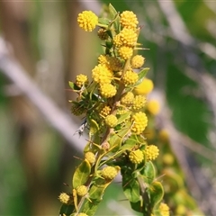 Acacia paradoxa (Kangaroo Thorn) at Wodonga, VIC - 28 Sep 2024 by KylieWaldon