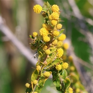 Acacia paradoxa at Wodonga, VIC - 28 Sep 2024 01:47 PM