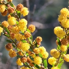 Acacia paradoxa at Wodonga, VIC - 28 Sep 2024 01:47 PM