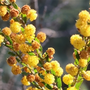 Acacia paradoxa at Wodonga, VIC - 28 Sep 2024 01:47 PM