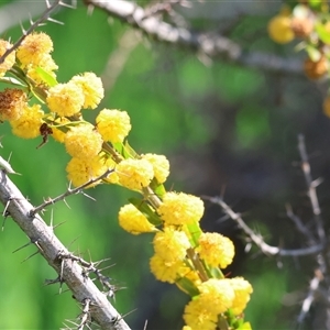 Acacia paradoxa at Wodonga, VIC - 28 Sep 2024 01:47 PM