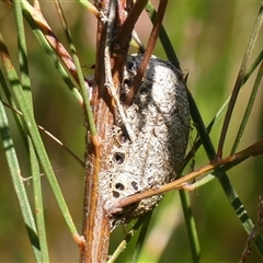 Opodiphthera (genus) (A gum moth) at Bundanoon, NSW - 17 Sep 2024 by Curiosity