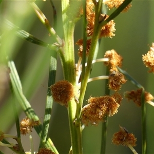 Opodiphthera (genus) at Bundanoon, NSW - 17 Sep 2024