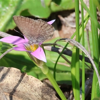 Zizina otis (Common Grass-Blue) at Wodonga, VIC - 28 Sep 2024 by KylieWaldon