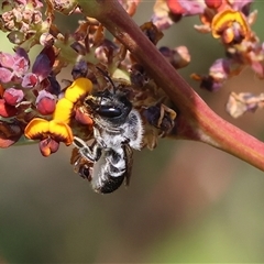 Megachile semiluctuosa at Wodonga, VIC - 28 Sep 2024 by KylieWaldon