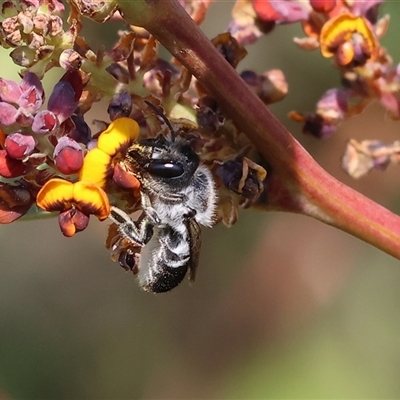 Megachile semiluctuosa at Wodonga, VIC - 28 Sep 2024 by KylieWaldon