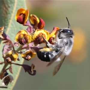 Megachile sp. (several subgenera) at Wodonga, VIC - 28 Sep 2024 02:13 PM