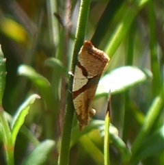 Epitymbia isoscelana (A Tortricid moth (Tortricinae)) at Bundanoon, NSW - 17 Sep 2024 by Curiosity