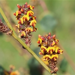 Daviesia latifolia (Hop Bitter-Pea) at Wodonga, VIC - 28 Sep 2024 by KylieWaldon