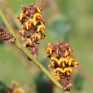 Daviesia latifolia at Wodonga, VIC - 28 Sep 2024 02:18 PM