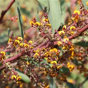 Daviesia latifolia at Wodonga, VIC - 28 Sep 2024 02:18 PM