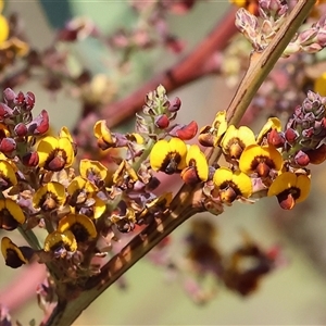 Daviesia latifolia at Wodonga, VIC - 28 Sep 2024 02:18 PM