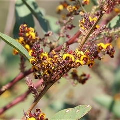 Daviesia latifolia at Wodonga, VIC - 28 Sep 2024 02:18 PM