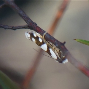 Oxythecta alternella at Bundanoon, NSW - 17 Sep 2024 12:33 PM