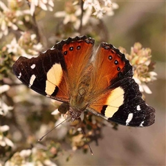 Vanessa itea (Yellow Admiral) at Gundaroo, NSW - 28 Sep 2024 by ConBoekel