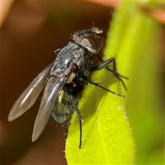 Calyptrate (subsection) (Unidentified house-flies, blow-flies and their allies) at Braddon, ACT - 28 Sep 2024 by Hejor1