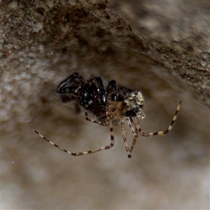 Theridiidae (family) at Braddon, ACT - 28 Sep 2024 11:47 AM