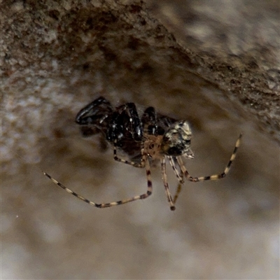 Theridiidae (family) (Comb-footed spider) at Braddon, ACT - 28 Sep 2024 by Hejor1