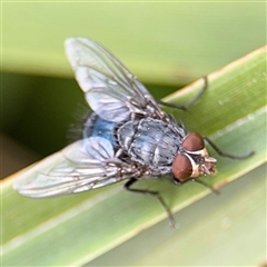 Calliphora vicina (European bluebottle) at Braddon, ACT - 28 Sep 2024 by Hejor1