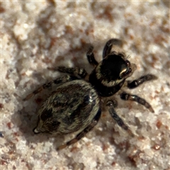 Maratus griseus (Jumping spider) at Braddon, ACT - 28 Sep 2024 by Hejor1