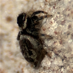 Maratus griseus at Braddon, ACT - 28 Sep 2024 11:49 AM