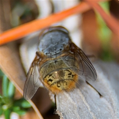 Calliphora stygia (Brown blowfly or Brown bomber) at Braddon, ACT - 28 Sep 2024 by Hejor1