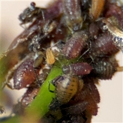 Aphididae (family) (Unidentified aphid) at Braddon, ACT - 28 Sep 2024 by Hejor1