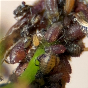 Aphididae (family) at Braddon, ACT - 28 Sep 2024