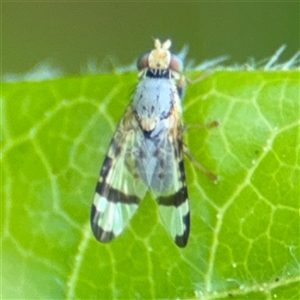 Sphenella ruficeps at Braddon, ACT - 28 Sep 2024