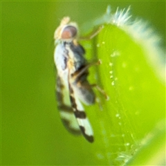 Sphenella ruficeps at Braddon, ACT - 28 Sep 2024 11:59 AM