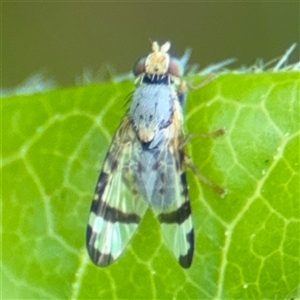 Sphenella ruficeps at Braddon, ACT - 28 Sep 2024