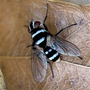 Trigonospila sp. (genus) at Braddon, ACT - 28 Sep 2024