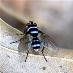 Trigonospila sp. (genus) at Braddon, ACT - 28 Sep 2024