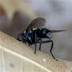 Trigonospila sp. (genus) at Braddon, ACT - 28 Sep 2024