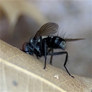 Trigonospila sp. (genus) at Braddon, ACT - 28 Sep 2024