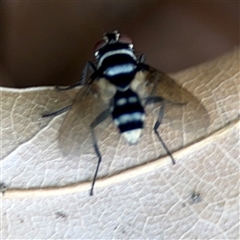 Trigonospila sp. (genus) at Braddon, ACT - 28 Sep 2024