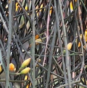 Jacksonia scoparia at Kungala, NSW by donnanchris