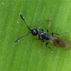 Diapriidae (family) (Diapriid wasp) at Braddon, ACT - 28 Sep 2024 by Hejor1