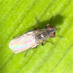 Ephydridae (family) at Braddon, ACT - 28 Sep 2024 12:06 PM