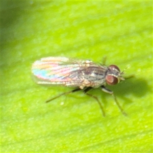 Ephydridae (family) at Braddon, ACT - 28 Sep 2024 12:06 PM