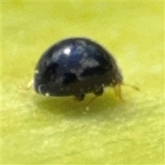 Coccinellidae (family) (Unidentified lady beetle) at Braddon, ACT - 28 Sep 2024 by Hejor1