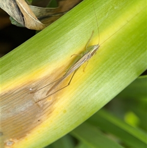 Conocephalus semivittatus at Braddon, ACT - 28 Sep 2024