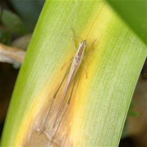 Conocephalus semivittatus at Braddon, ACT - 28 Sep 2024