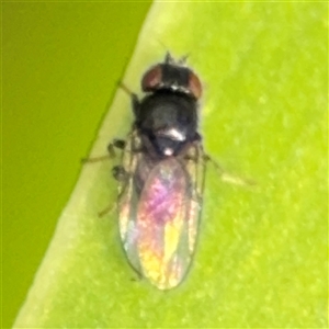 Milichiidae (family) at Braddon, ACT - 28 Sep 2024 12:13 PM