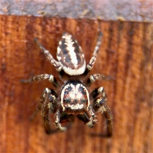 Opisthoncus serratofasciatus at Braddon, ACT - 28 Sep 2024