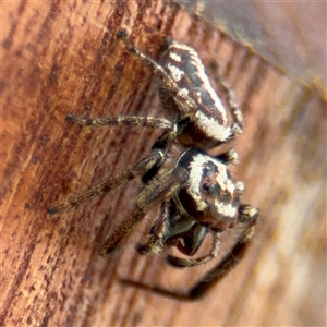 Opisthoncus serratofasciatus at Braddon, ACT - 28 Sep 2024