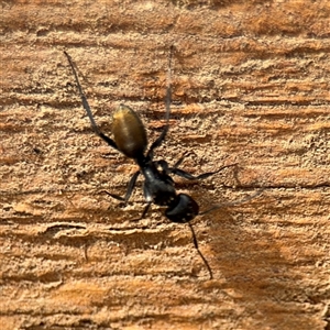 Camponotus aeneopilosus at Braddon, ACT - 28 Sep 2024