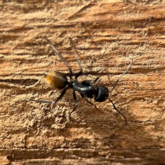 Camponotus aeneopilosus at Braddon, ACT - 28 Sep 2024