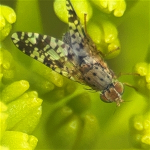 Austrotephritis poenia at Braddon, ACT - 28 Sep 2024